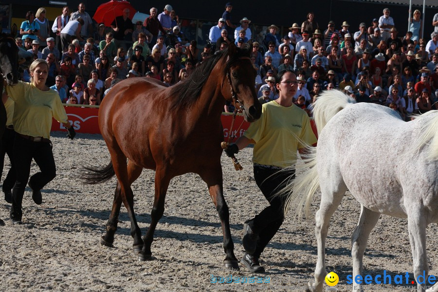 Hengstparade-Marbach-2011-011011-Bodensee-Community-SEECHAT_DE-IMG_1852.JPG