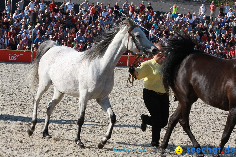 Hengstparade-Marbach-2011-011011-Bodensee-Community-SEECHAT_DE-IMG_1854.JPG