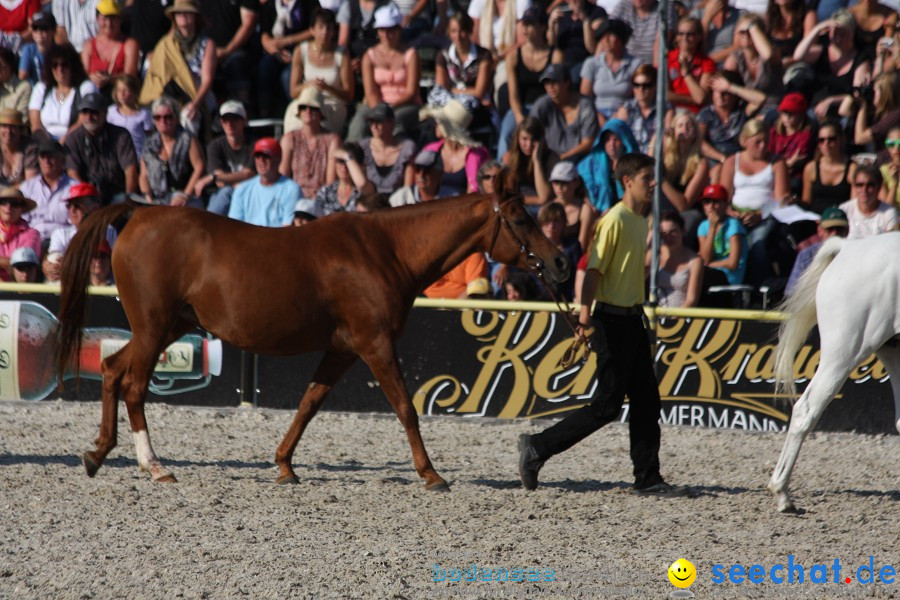 Hengstparade-Marbach-2011-011011-Bodensee-Community-SEECHAT_DE-IMG_1861.JPG