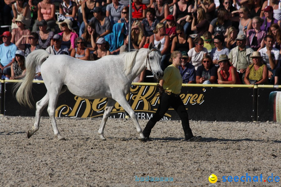 Hengstparade-Marbach-2011-011011-Bodensee-Community-SEECHAT_DE-IMG_1866.JPG