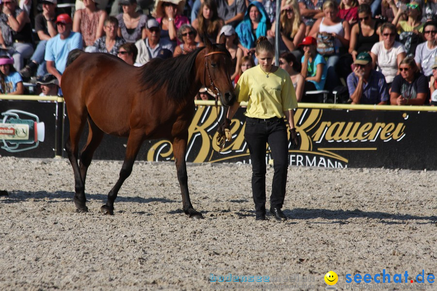 Hengstparade-Marbach-2011-011011-Bodensee-Community-SEECHAT_DE-IMG_1871.JPG