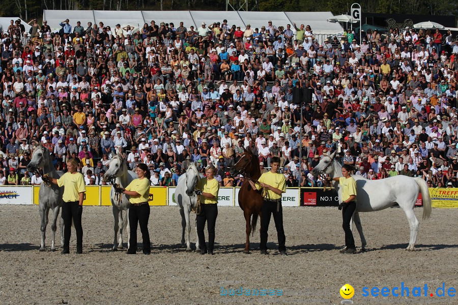 Hengstparade-Marbach-2011-011011-Bodensee-Community-SEECHAT_DE-IMG_1877.JPG