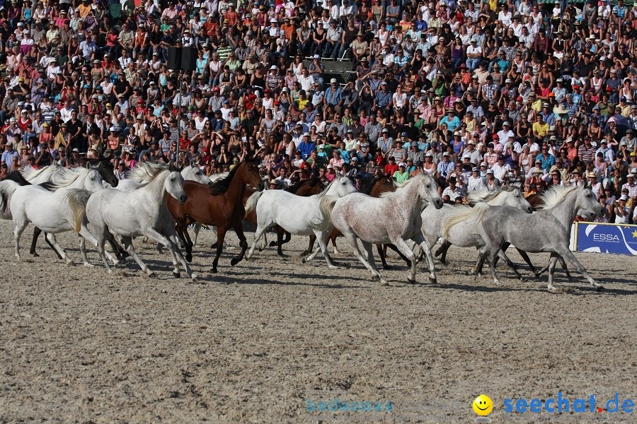 Hengstparade-Marbach-2011-011011-Bodensee-Community-SEECHAT_DE-IMG_1885.JPG