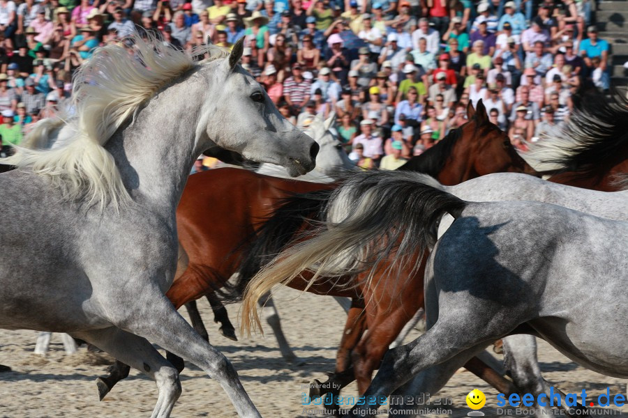 Hengstparade-Marbach-2011-011011-Bodensee-Community-SEECHAT_DE-IMG_1910.JPG