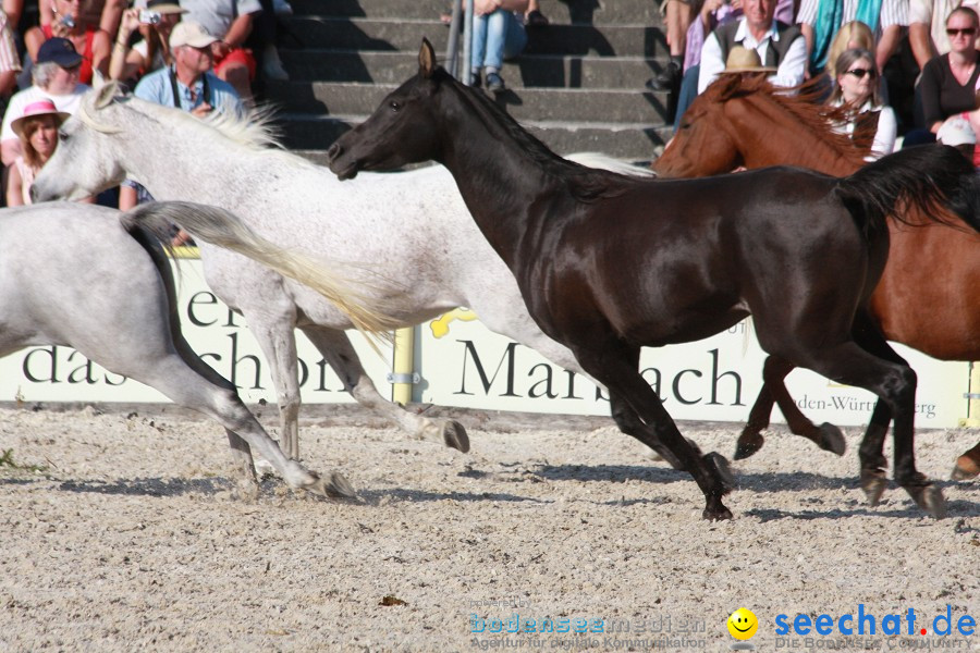 Hengstparade-Marbach-2011-011011-Bodensee-Community-SEECHAT_DE-IMG_1911.JPG