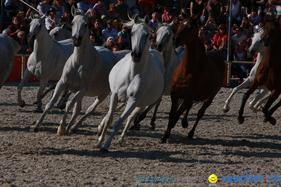 Hengstparade-Marbach-2011-011011-Bodensee-Community-SEECHAT_DE-IMG_1912.JPG