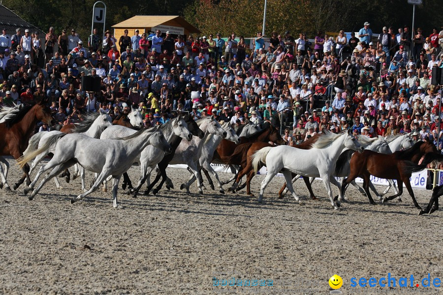 Hengstparade-Marbach-2011-011011-Bodensee-Community-SEECHAT_DE-IMG_1919.JPG