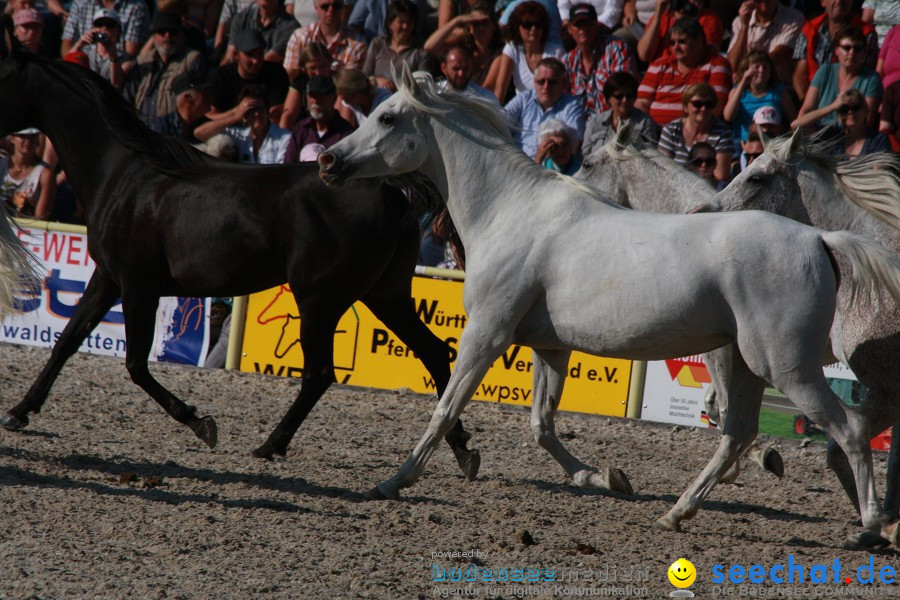 Hengstparade-Marbach-2011-011011-Bodensee-Community-SEECHAT_DE-IMG_1923.JPG