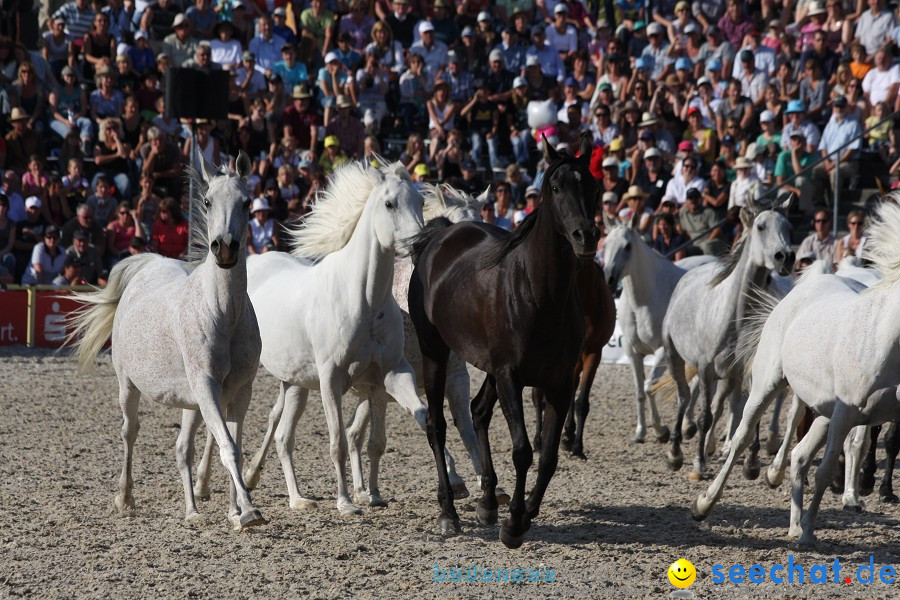 Hengstparade-Marbach-2011-011011-Bodensee-Community-SEECHAT_DE-IMG_1926.JPG