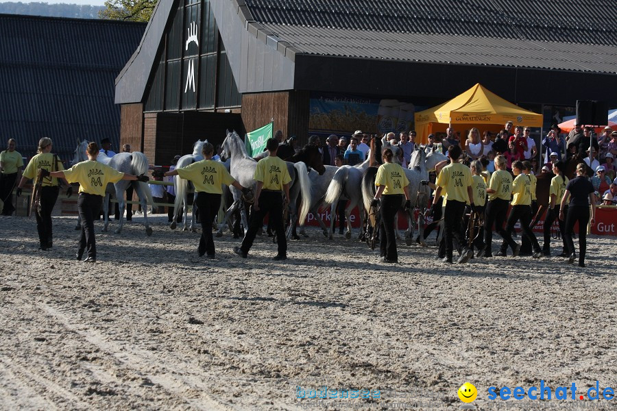 Hengstparade-Marbach-2011-011011-Bodensee-Community-SEECHAT_DE-IMG_1931.JPG