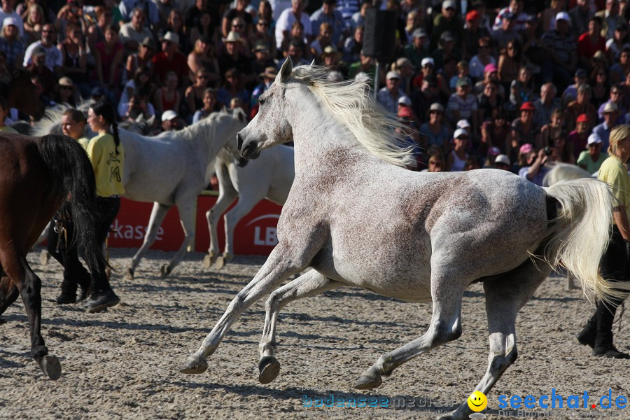 Hengstparade-Marbach-2011-011011-Bodensee-Community-SEECHAT_DE-IMG_1933.JPG