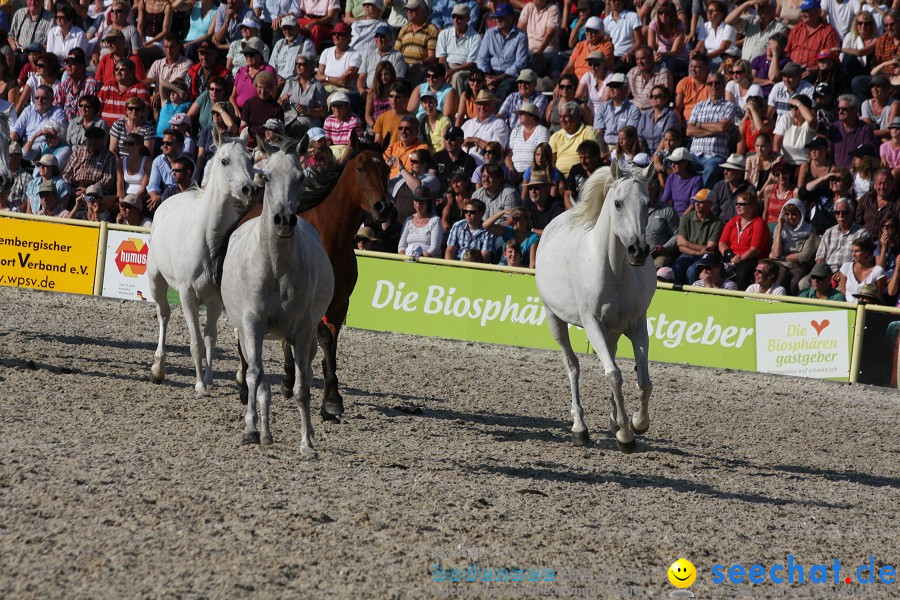 Hengstparade-Marbach-2011-011011-Bodensee-Community-SEECHAT_DE-IMG_1935.JPG