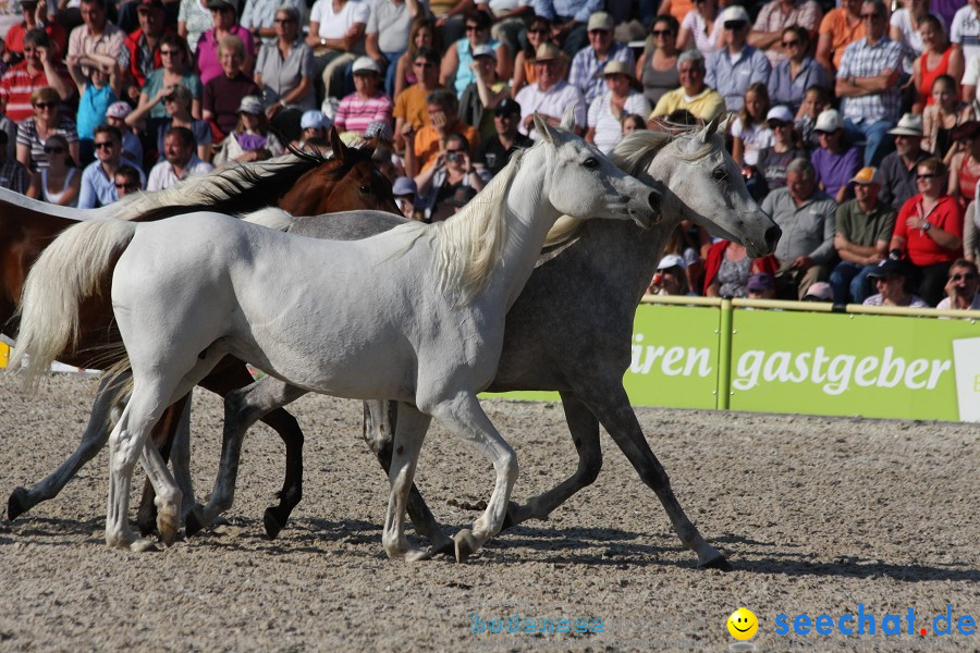 Hengstparade-Marbach-2011-011011-Bodensee-Community-SEECHAT_DE-IMG_1938.JPG