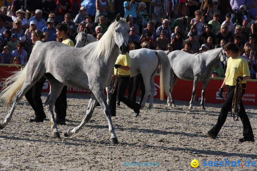 Hengstparade-Marbach-2011-011011-Bodensee-Community-SEECHAT_DE-IMG_1939.JPG