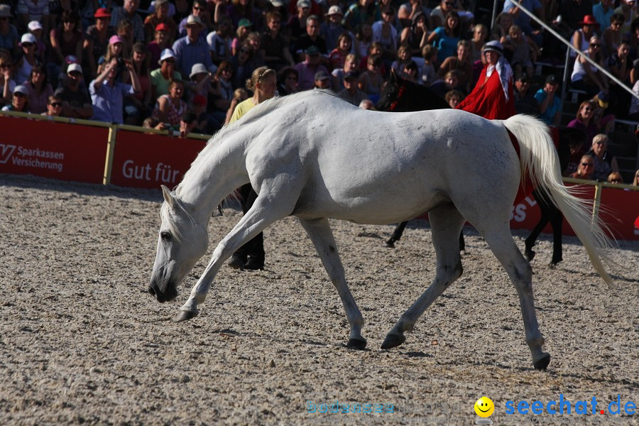 Hengstparade-Marbach-2011-011011-Bodensee-Community-SEECHAT_DE-IMG_1942.JPG