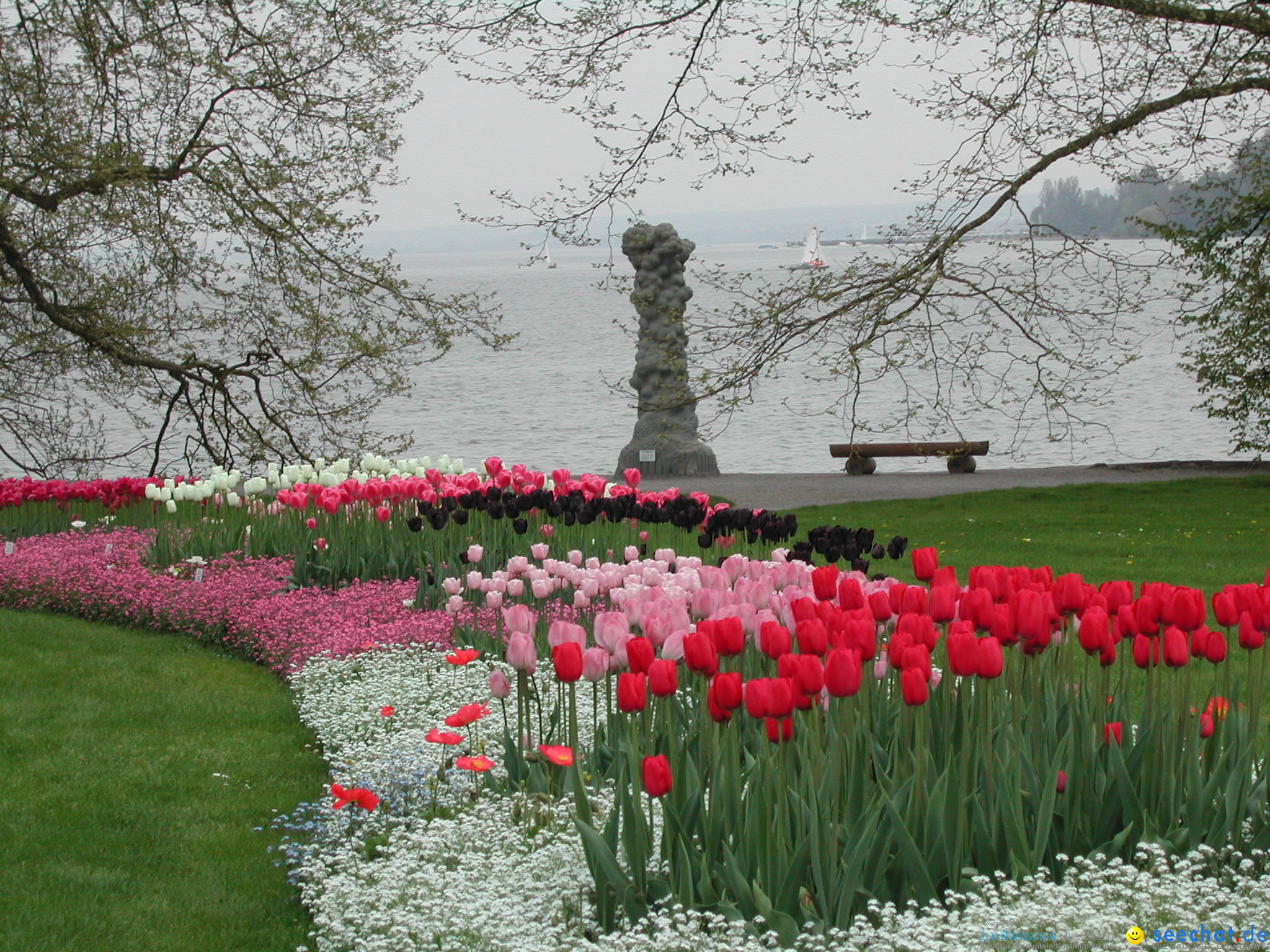 Tulpen am Seeufer