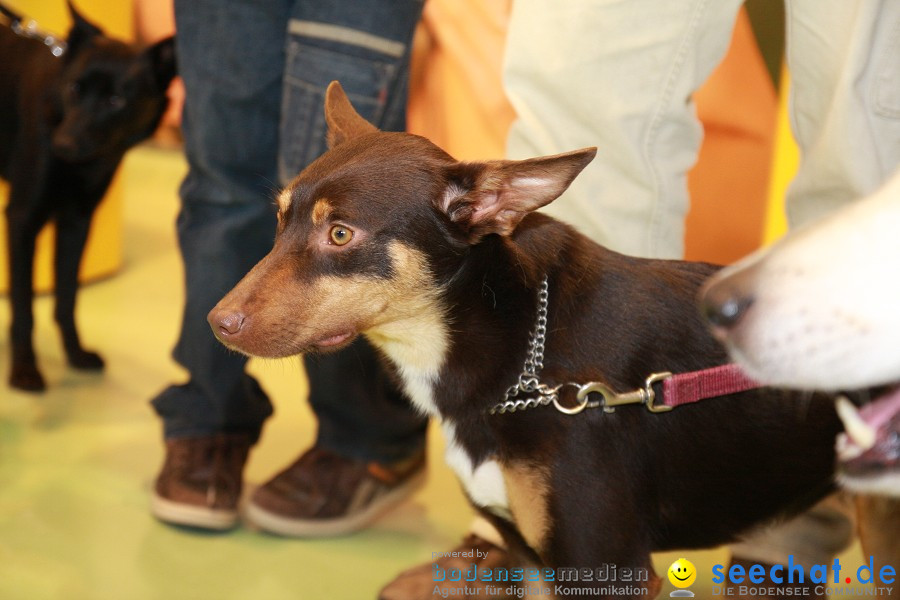 HUND|2012 - Die Schweizer Hundefachmesse in Winterthur, 05.02.2012