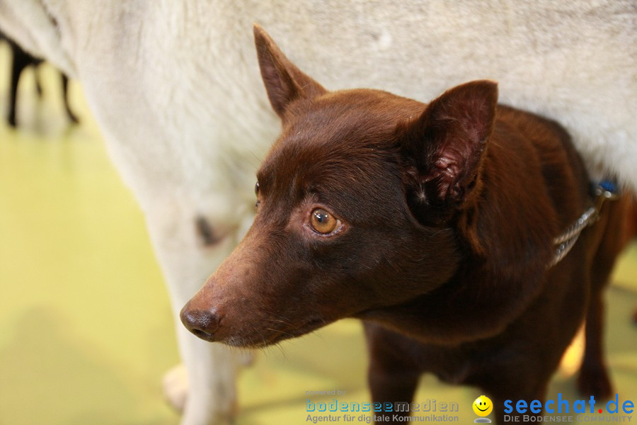 HUND|2012 - Die Schweizer Hundefachmesse in Winterthur, 05.02.2012