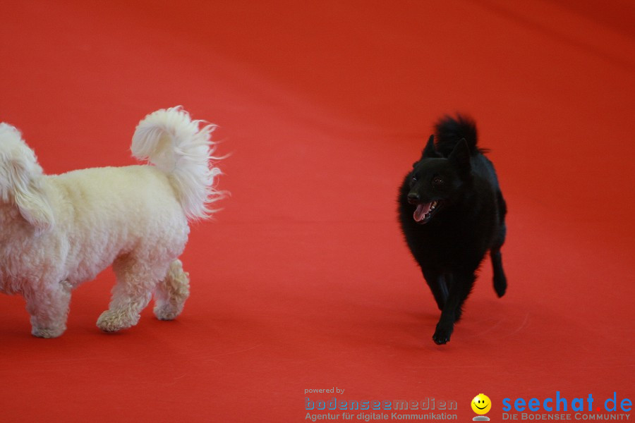 HUND|2012 - Die Schweizer Hundefachmesse in Winterthur, 05.02.2012