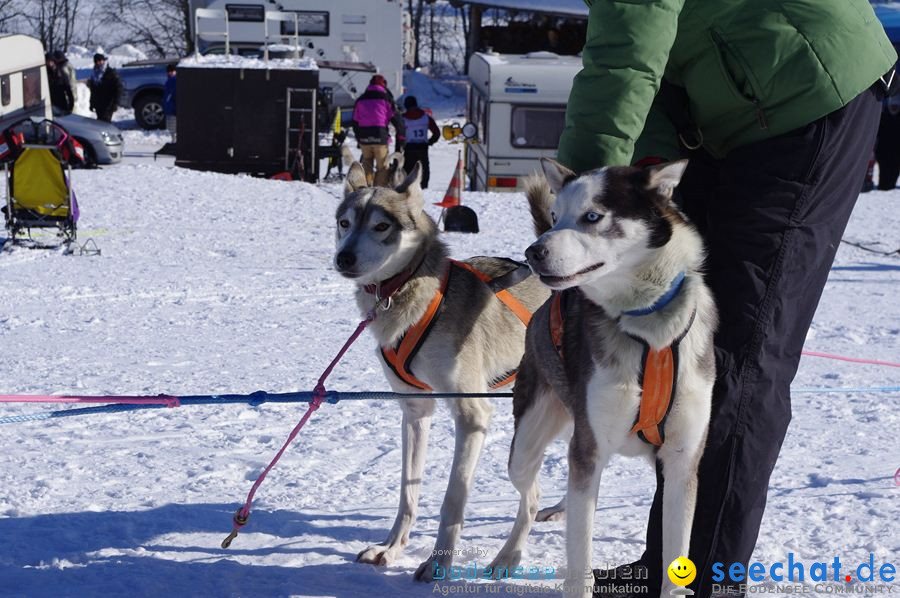 Schlittenhunderennen 2012: Bernau im Schwarzwald, 04.02.2012