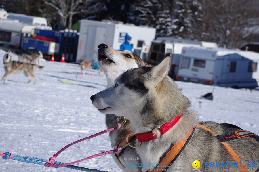 Schlittenhunderennen 2012: Bernau im Schwarzwald, 04.02.2012