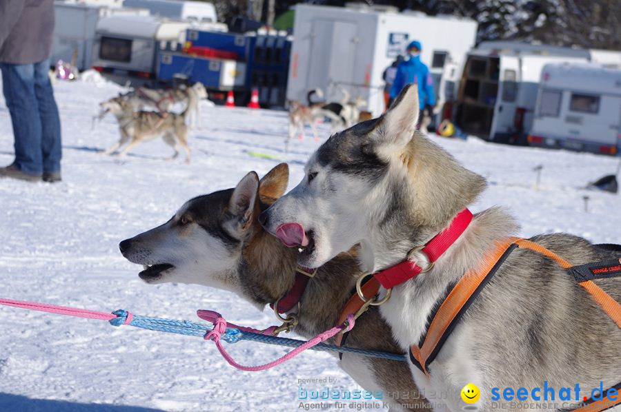 Schlittenhunderennen 2012: Bernau im Schwarzwald, 04.02.2012