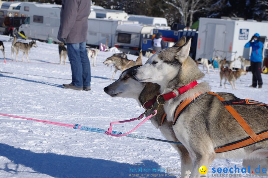 Schlittenhunderennen 2012: Bernau im Schwarzwald, 04.02.2012