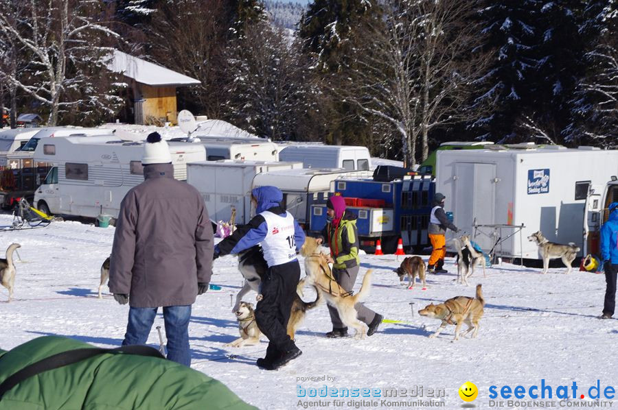 Schlittenhunderennen 2012: Bernau im Schwarzwald, 04.02.2012