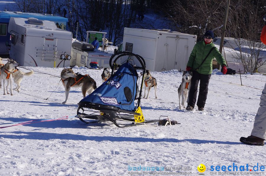 Schlittenhunderennen 2012: Bernau im Schwarzwald, 04.02.2012