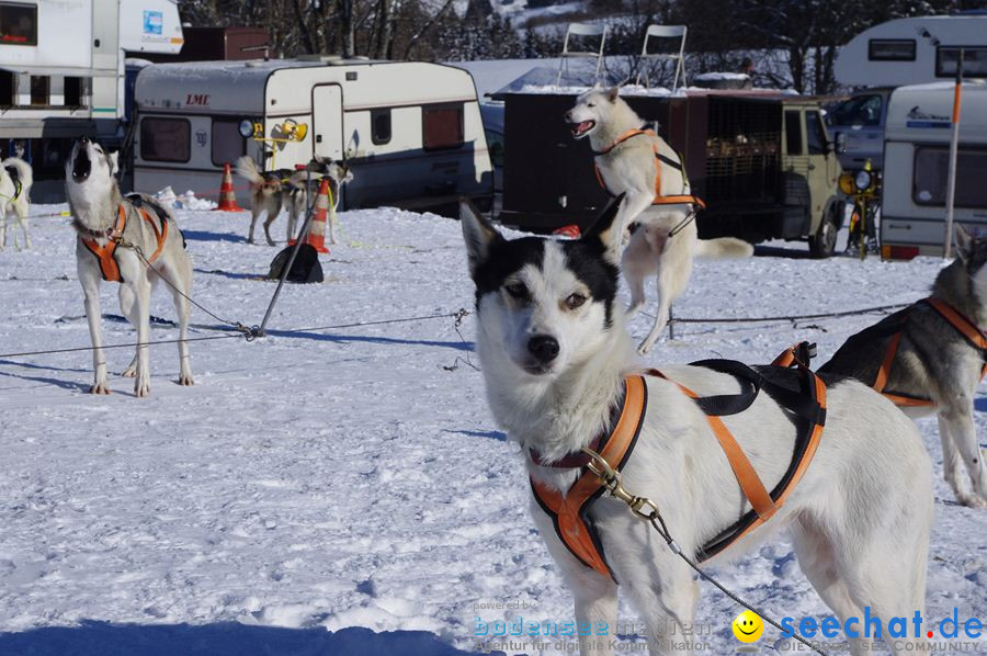 Schlittenhunderennen 2012: Bernau im Schwarzwald, 04.02.2012