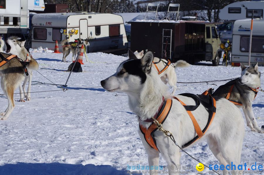 Schlittenhunderennen 2012: Bernau im Schwarzwald, 04.02.2012