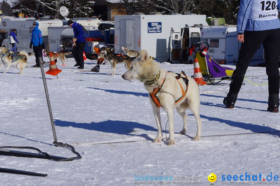 Schlittenhunderennen 2012: Bernau im Schwarzwald, 04.02.2012