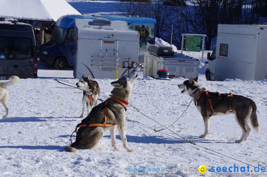 Schlittenhunderennen 2012: Bernau im Schwarzwald, 04.02.2012