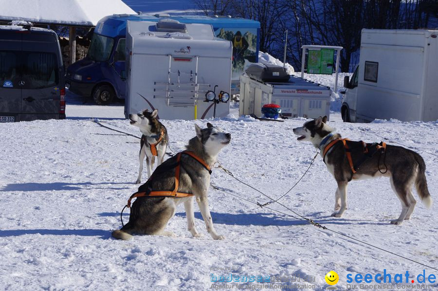 Schlittenhunderennen 2012: Bernau im Schwarzwald, 04.02.2012