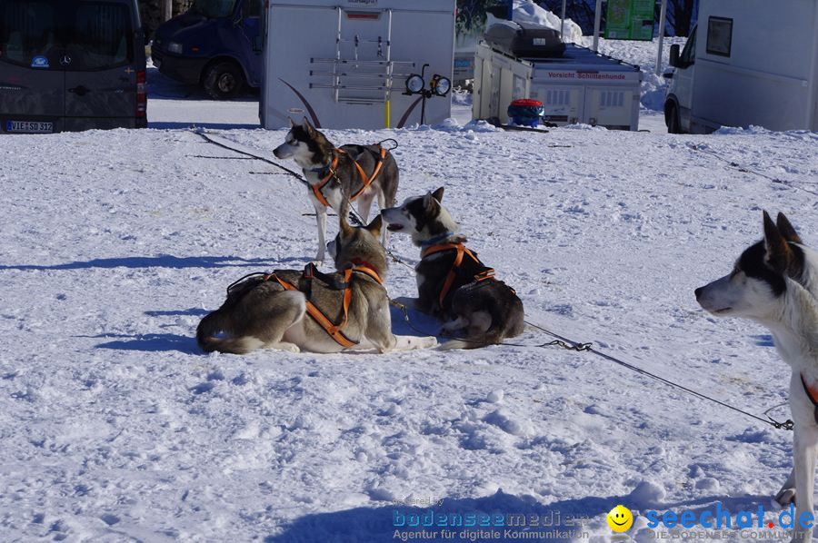 Schlittenhunderennen 2012: Bernau im Schwarzwald, 04.02.2012