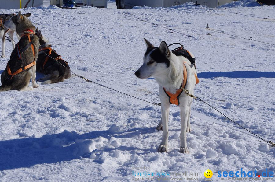 Schlittenhunderennen 2012: Bernau im Schwarzwald, 04.02.2012