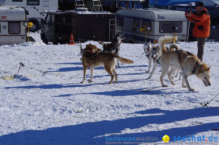 Schlittenhunderennen 2012: Bernau im Schwarzwald, 04.02.2012