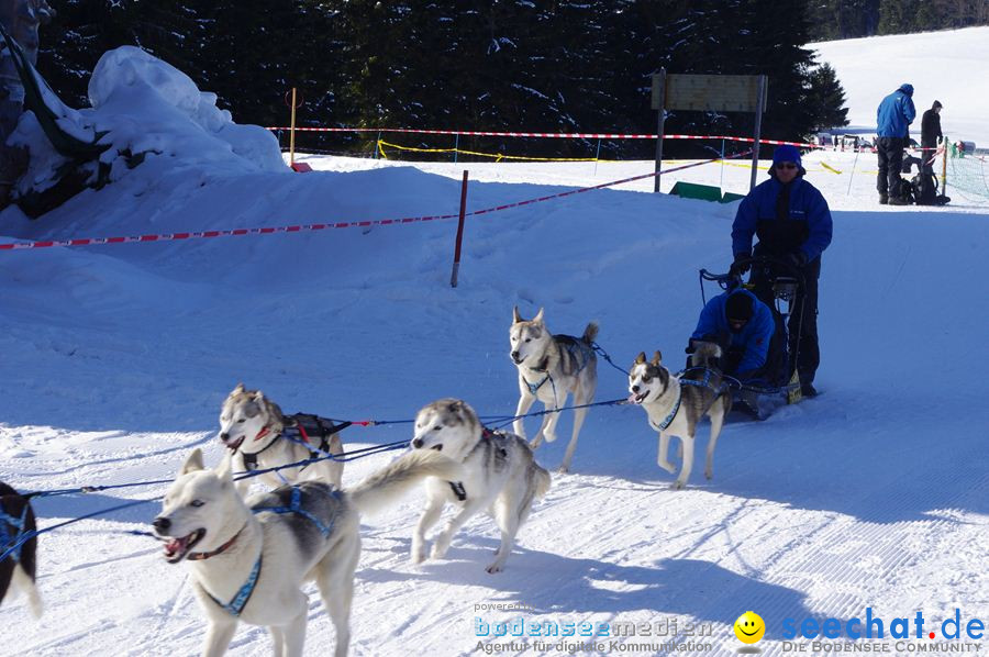 Schlittenhunderennen 2012: Bernau im Schwarzwald, 04.02.2012