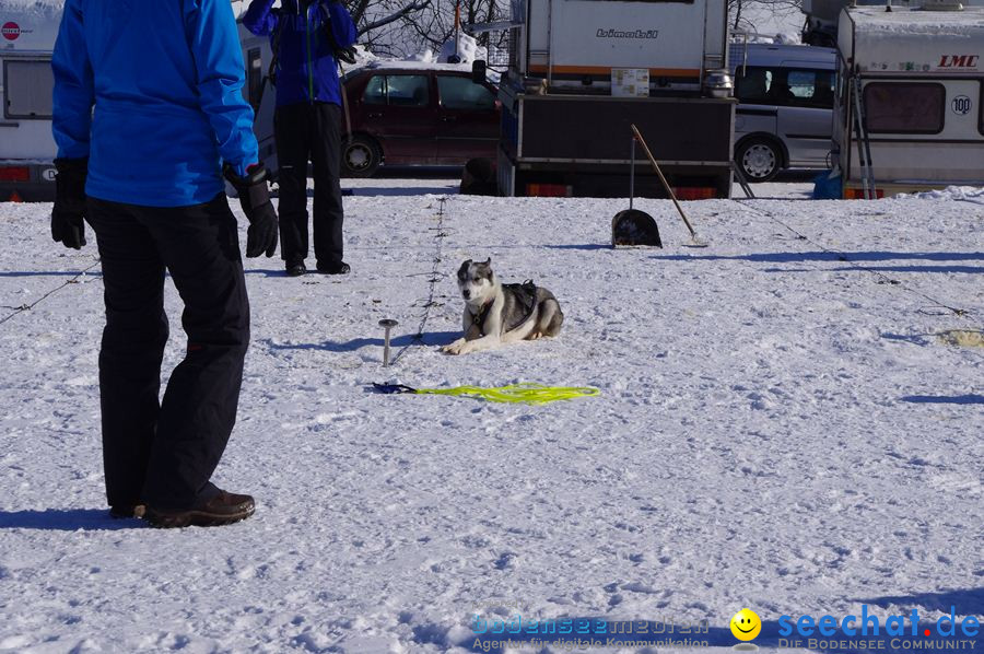 Schlittenhunderennen 2012: Bernau im Schwarzwald, 04.02.2012