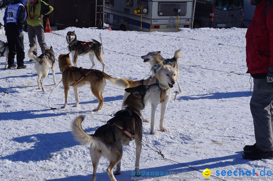 Schlittenhunderennen 2012: Bernau im Schwarzwald, 04.02.2012