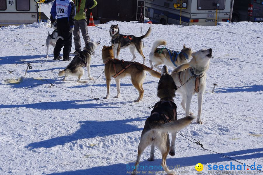 Schlittenhunderennen 2012: Bernau im Schwarzwald, 04.02.2012