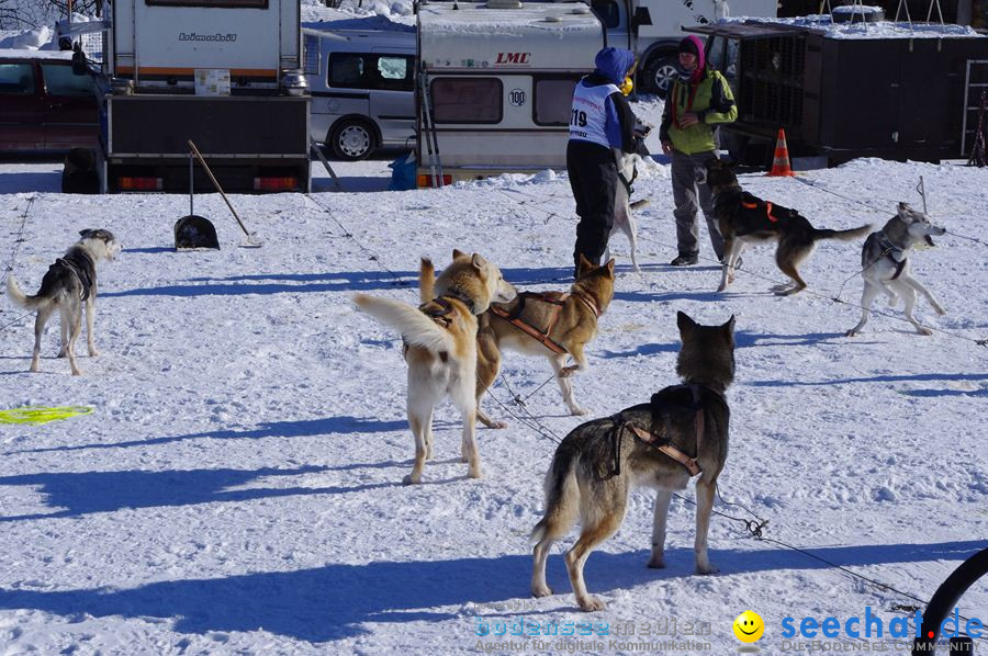 Schlittenhunderennen 2012: Bernau im Schwarzwald, 04.02.2012