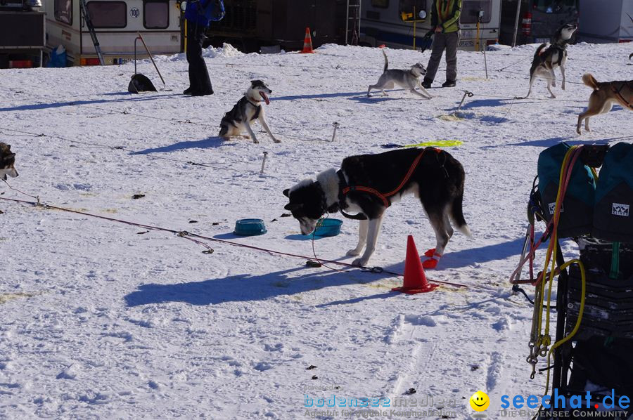 Schlittenhunderennen 2012: Bernau im Schwarzwald, 04.02.2012