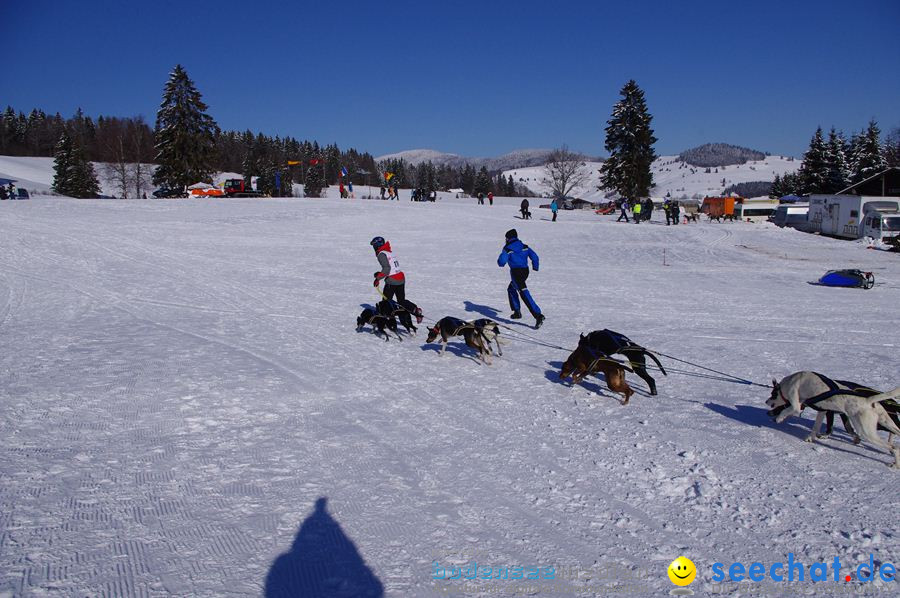 Schlittenhunderennen 2012: Bernau im Schwarzwald, 04.02.2012