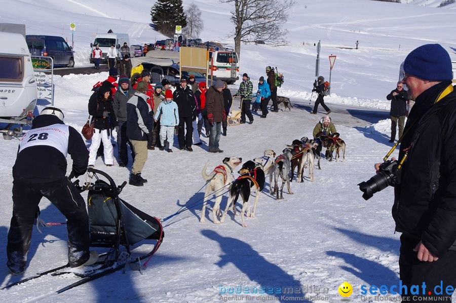 Schlittenhunderennen 2012: Bernau im Schwarzwald, 04.02.2012