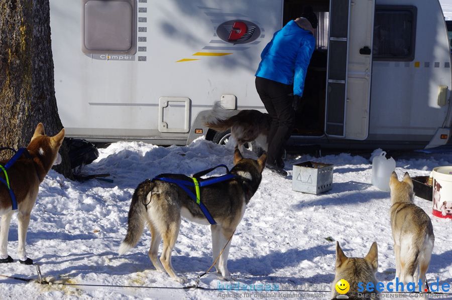 Schlittenhunderennen 2012: Bernau im Schwarzwald, 04.02.2012