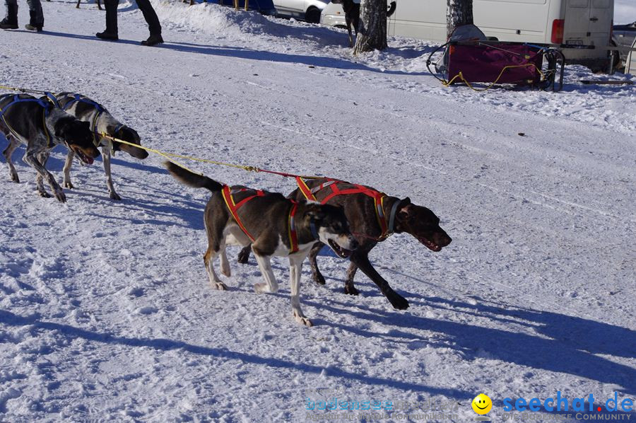 Schlittenhunderennen 2012: Bernau im Schwarzwald, 04.02.2012