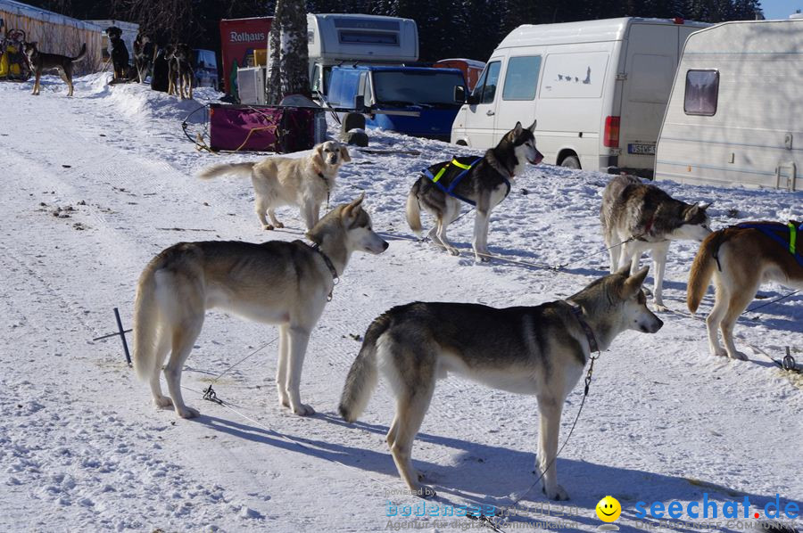 Schlittenhunderennen 2012: Bernau im Schwarzwald, 04.02.2012