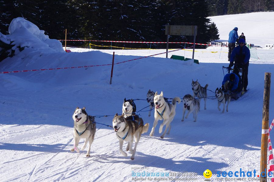 Schlittenhunderennen 2012: Bernau im Schwarzwald, 04.02.2012