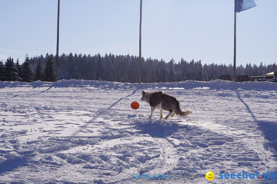 Schlittenhunderennen 2012: Bernau im Schwarzwald, 04.02.2012